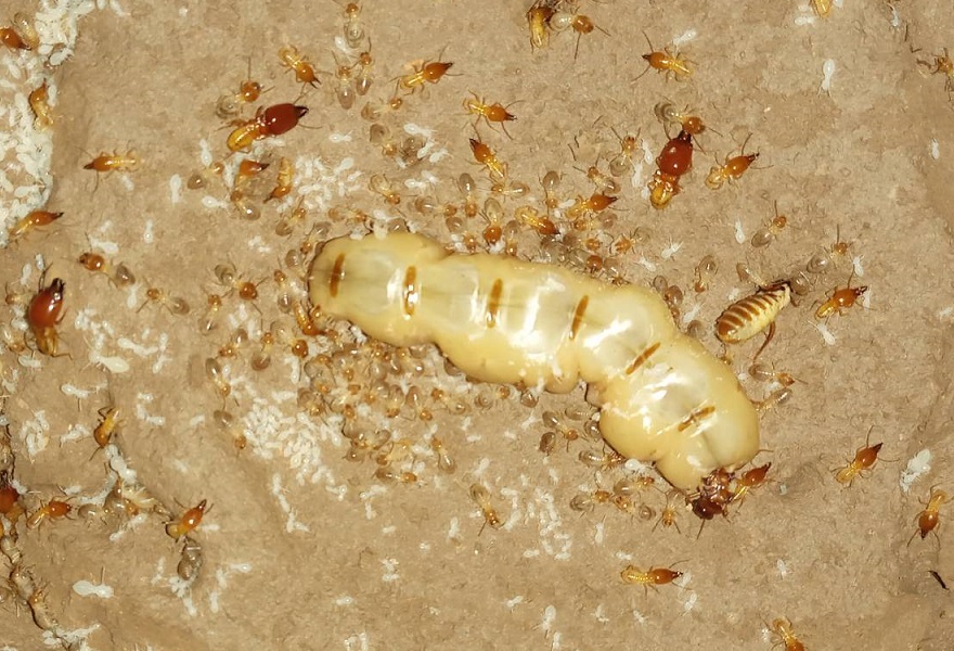 Termite Queen.jpg (215 KB)