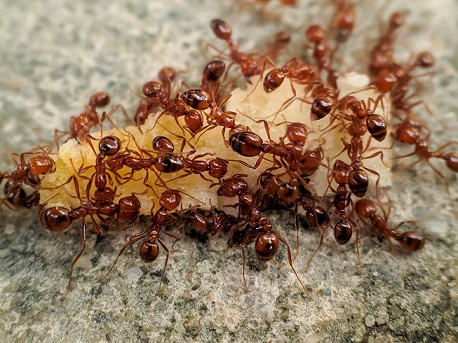 vecteezy_a-colony-of-fire-ants-that-feed-on-leftovers-in-the-sand_16106730_990.jpeg (90 KB)