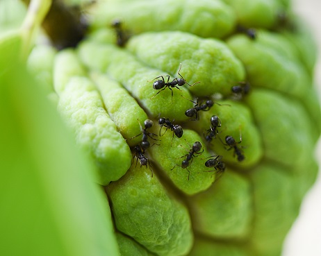 vecteezy_black-ant-on-the-sugar-apple-or-custard-apple-on-tree-in-the_20467464_475.jpg (66 KB)