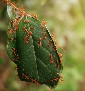 vecteezy_the-naturally-occurring-red-ant-nest-is-full-of-red-ants_8031907_201.jpg (79 KB)