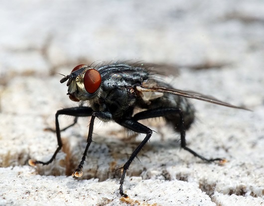 black-fly-with-red-eyes-white-surface.jpg (70 KB)