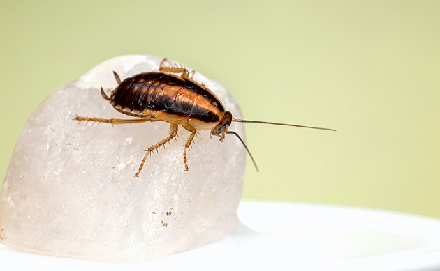 Asian Cockroach Nymph.jpg (47 KB)