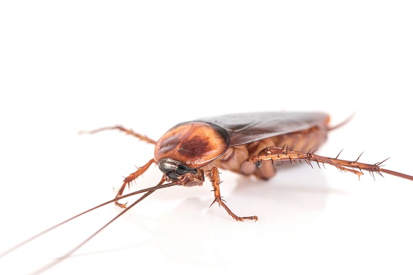 cockroach-white-background.jpg (52 KB)