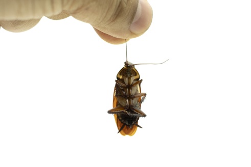 vecteezy_hand-holding-a-dead-cockroach-on-isolated-white-background_2778382.jpg (36 KB)